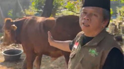 Idul Idha 1447H/2026: PCNU Jakarta Barat Potong delapan Ekor Sapi
