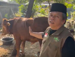 Idul Idha 1447H/2026: PCNU Jakarta Barat Potong delapan Ekor Sapi